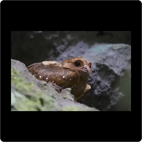 Oilbird (Steatornis caripensis) adult, standing amongst rocks in cave, Mindo, Andes, Pichincha Province, Ecuador