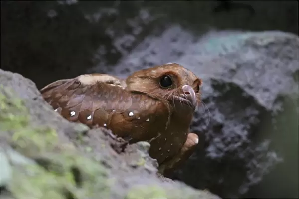 Oilbird (Steatornis caripensis) adult, standing amongst rocks in cave, Mindo, Andes, Pichincha Province, Ecuador