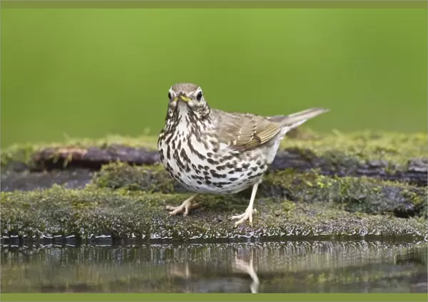 Song Thrush (Turdus philomelos) adult, standing at pool in woodland, Debrecen, Hungary, April