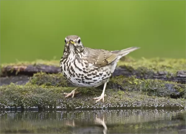 Song Thrush (Turdus philomelos) adult, standing at pool in woodland, Debrecen, Hungary, April