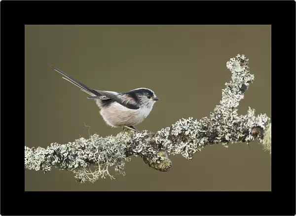 Long-tailed Tit (Aegithalos caudatus) adult, perched on lichen covered twig, Shropshire, England, January