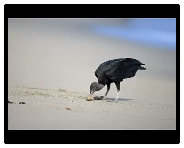 American Black Vulture (Coragyps atratus) adult, feeding on sea turtle egg, standing on sandy beach, Trinidad