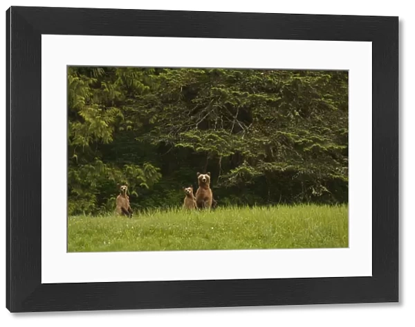 Grizzly Bear (Ursus arctos horribilis) adult female and two cubs, standing on back legs in clearing of temperate