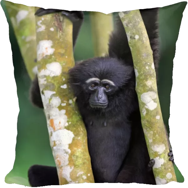 Agile Gibbon (Hylobates agilis) adult female, clinging to branches (captive)