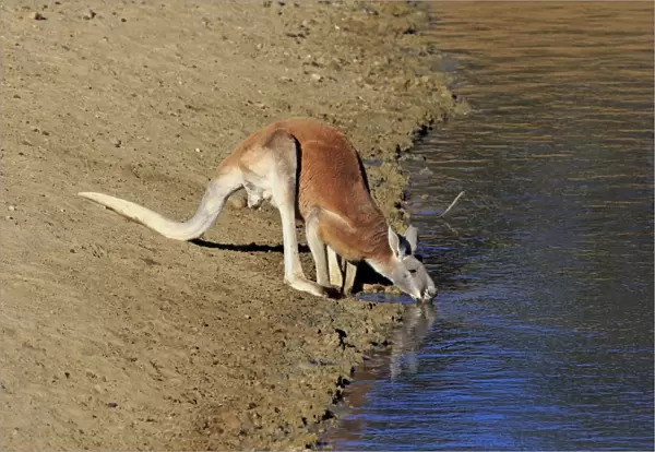 Red Kangaroo (Macropus rufus) adult male, drinking, Sturt N. P. New South Wales, Australia, October