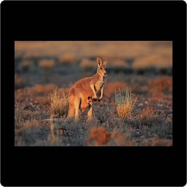Red Kangaroo (Macropus rufus) adult female with young, looking out from pouch, standing in dry outback at sunset