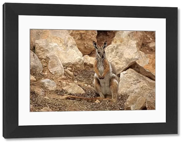 Yellow-footed Rock Wallaby (Petrogale xanthopus) adult, standing amongst rocks, Australia, October