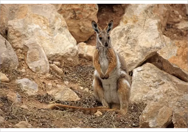 Yellow-footed Rock Wallaby (Petrogale xanthopus) adult, standing amongst rocks, Australia, October