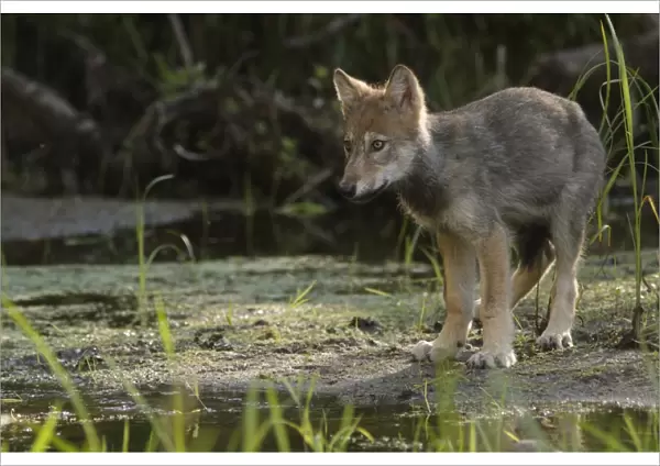 Grey Wolf (Canis lupus) pup, standing at edge of water in marshland, in temperate coastal rainforest, Coast Mountains