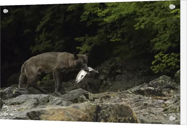 Grey Wolf (Canis lupus) dark morph, adult, feeding on Coho Salmon (Oncorhynchus kisutch) in river