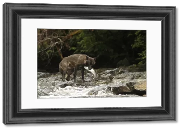 Grey Wolf (Canis lupus) dark morph, adult, feeding on Coho Salmon (Oncorhynchus kisutch) in river