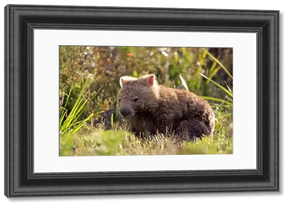 Common Wombat (Vombatus ursinus hirsutus) adult, sitting, Wilsons Promontory N. P. Victoria, Australia, November