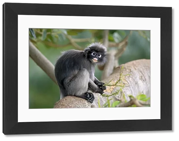 Dusky Leaf Monkey (Trachypithecus obscurus) adult, feeding on leaves, sitting on branch (captive)