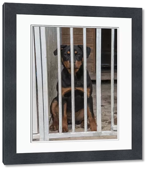 Seven month old Rottweiler in outdoor kennel