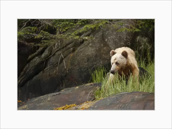 Grizzly Bear (Ursus arctos horribilis) adult, feeding on sedges near shoreline in temperate coastal rainforest