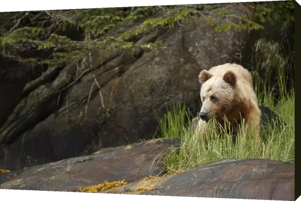 Grizzly Bear (Ursus arctos horribilis) adult, feeding on sedges near shoreline in temperate coastal rainforest