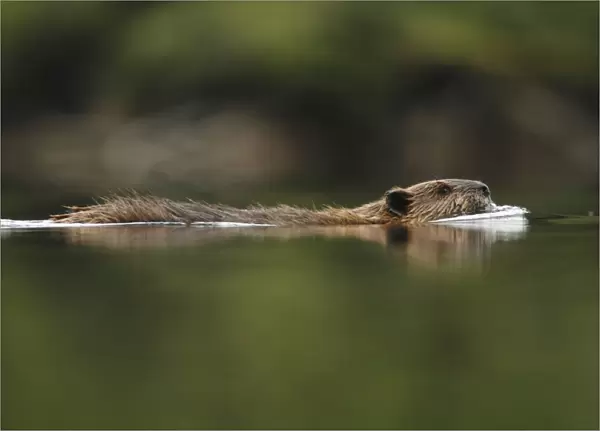 American Beaver (Castor canadensis) adult, swimming, in temperate coastal rainforest, Coast Mountains