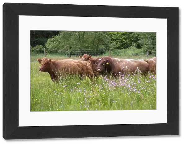 Domestic Cattle, Luing bull and cows, standing in pasture, Windermere, Lake District N. P. Cumbria, England, June