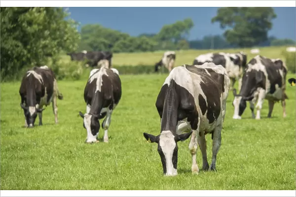 Domestic Cattle, Holstein dairy cows, herd grazing in pasture, near Bashall Eaves, Clitheroe, Lancashire, England, July
