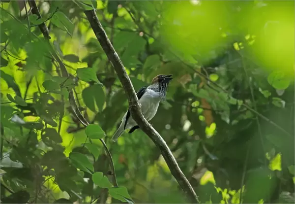 Bearded Bellbird (Procnias averano carnobarba) adult male, singing, perched on branch, Trinidad, Trinidad and Tobago