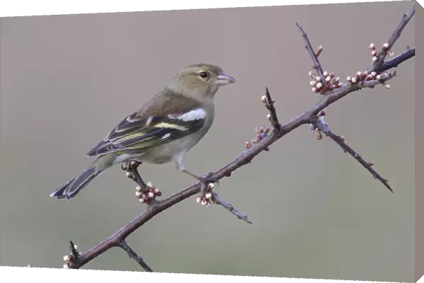 Common Chaffinch (Fringilla coelebs) adult female, perched on Blackthorn (Prunus spinosa) twig with flowerbuds