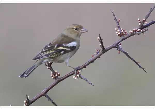 Common Chaffinch (Fringilla coelebs) adult female, perched on Blackthorn (Prunus spinosa) twig with flowerbuds