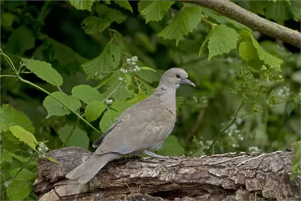 Eurasian Collared Dove (Streptopelia decaocto) juvenile, recently fledged, perched on log, Norfolk, England, June