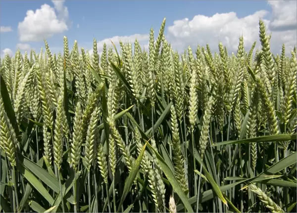 Wheat crop in ear near West Woodhay, Berkshire, England, June