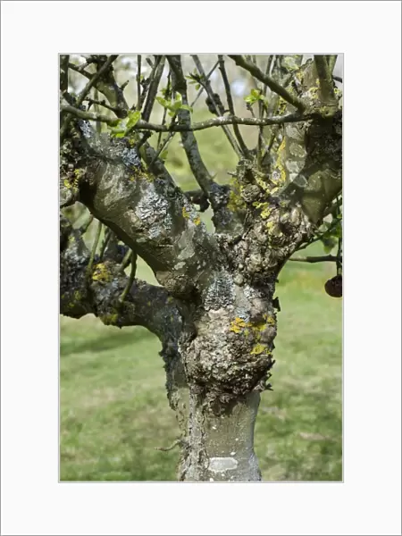 Severe cankers on an old but productive apple tree, lichens, apple canker, Nectria galligena