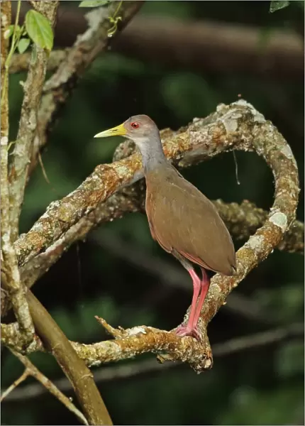 Grey-necked Wood-rail (Aramides cajaneus cajaneus) adult, standing on branch, Chagres River, Panama, November