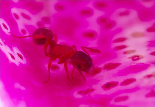 Ant (Myrmica sabuleti) adult worker, exploring fallen Foxglove (Digitalis sp. ) flower, Powys, Wales, June