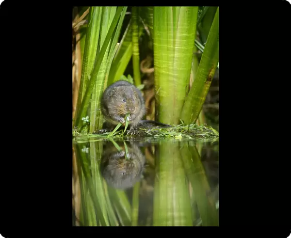 Water Vole (Arvicola amphibius) adult, feeding on grass at edge of water, Kent, England, August