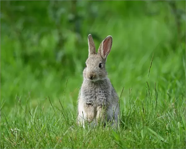 European Rabbit (Oryctolagus cuniculus) young, sitting on grass, Sussex, England, May