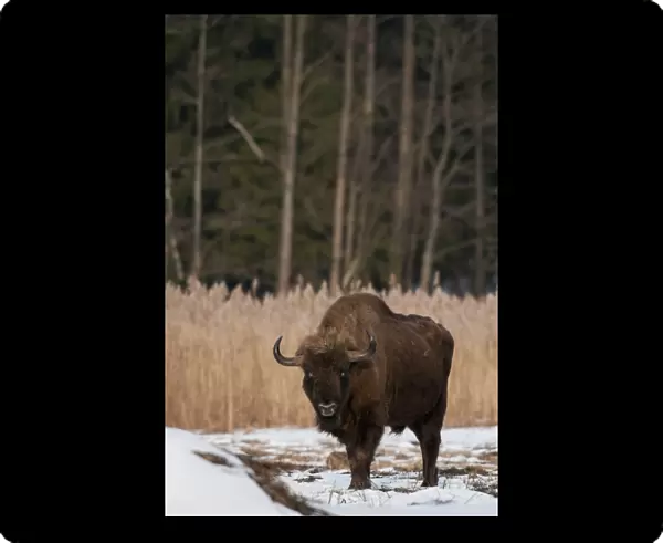 European Bison (Bison bonasus) adult male, standing on snow covered meadow, Bialowieza N. P