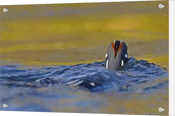 Harlequin Duck (Histrionicus histrionicus) adult male, breeding plumage, rear view, swimming on river, River Laxa