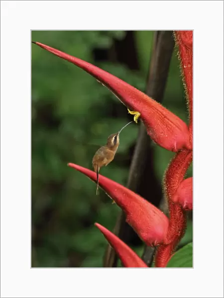 Stripe-throated Hermit (Phaethornis striigularis saturatus) adult, in flight, hovering and feeding at heliconia flower