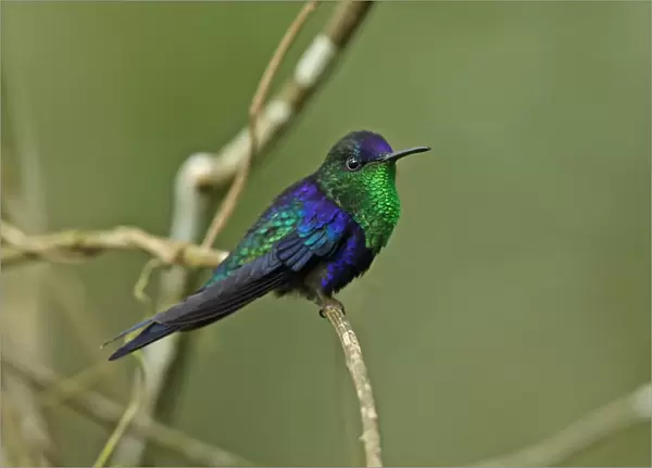 Violet-crowned Woodnymph (Thalurania colombica venusta) adult male, perched on twig, Cerro Azul, Panama, November