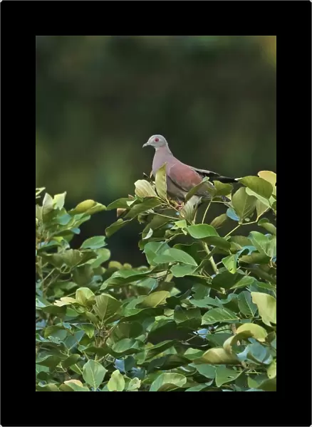 Pale-vented Pigeon (Patagioenas cayennensis pallidicrissa) adult, perched on treetop, Amo Dump Ponds, Panama, November