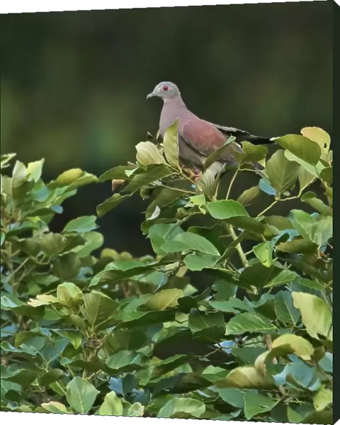 Pale-vented Pigeon (Patagioenas cayennensis pallidicrissa) adult, perched on treetop, Amo Dump Ponds, Panama, November