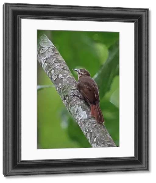 Plain-brown Woodcreeper (Dendrocincla fuliginosa ridgewayi) adult, clinging to branch, Plantation Trail, Panama