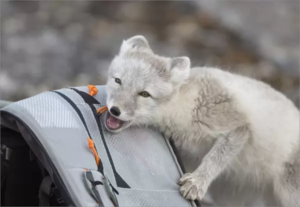 Arctic Fox (Vulpes lagopus) adult, investigating photographer rucksack, Boltodden, Spitsbergen, Svalbard, August