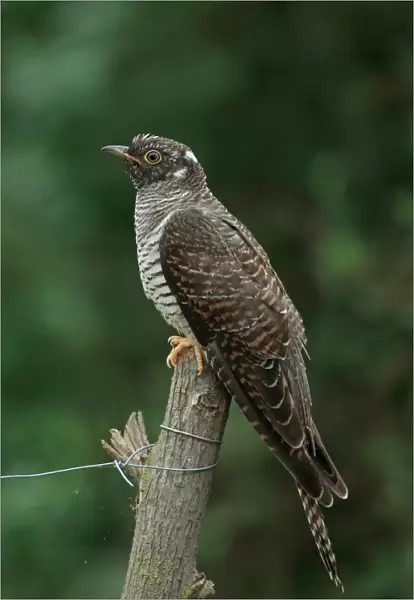 Common Cuckoo (Cuculus canorus) juvenile, perched on post, Romania, September