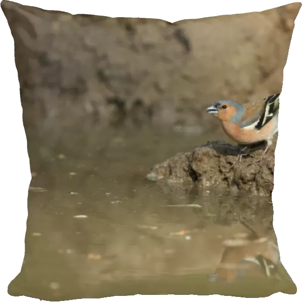 Common Chaffinch (Fringilla coelebs) adult male, drinking at puddle, Norfolk, England, April