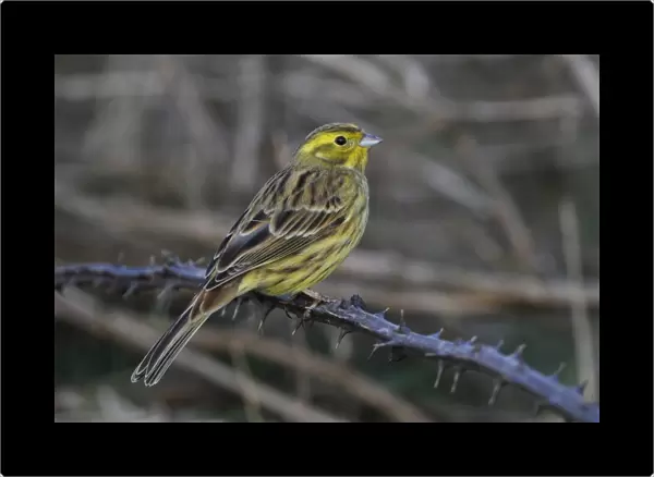 Yellowhammer (Emberiza citrinella) adult male, non-breeding plumage, perched on bramble stem, Norfolk, England, March
