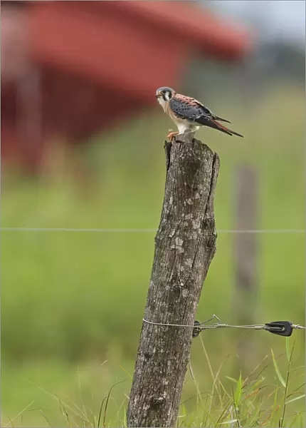 American Kestrel (Falco sparverius) adult male, perched on fencepost in farmland, with farm machinery in background