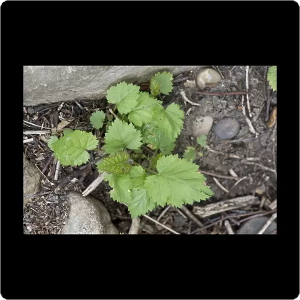 Bramble, Rubus fruticosa, seedlings, germinating in cleared ground