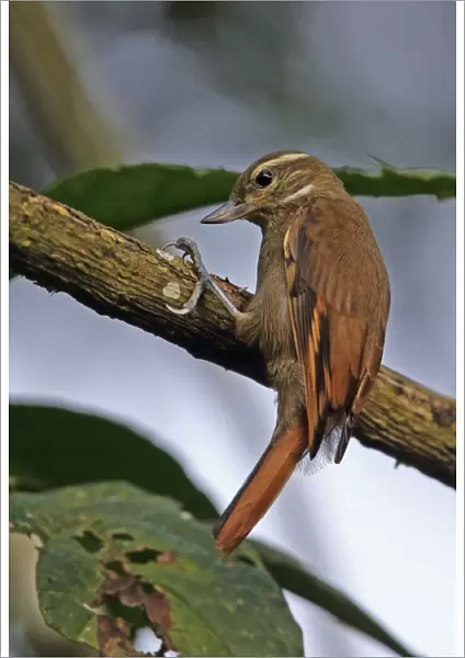 Plain Xenops (Xenops minutus ridgwayi) adult, clinging to branch, El Valle, Panama, October