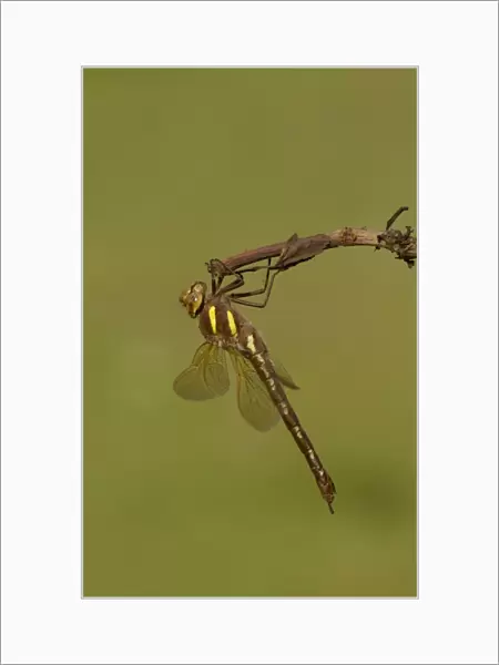 Brown Hawker Dragonfly (Aeshna grandis) adult, resting on stem, Yorkshire, England, July