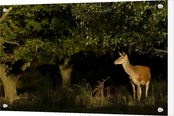 Red Deer (Cervus elaphus) hind, standing in woodland, Bradgate Park, Leicestershire, England, October
