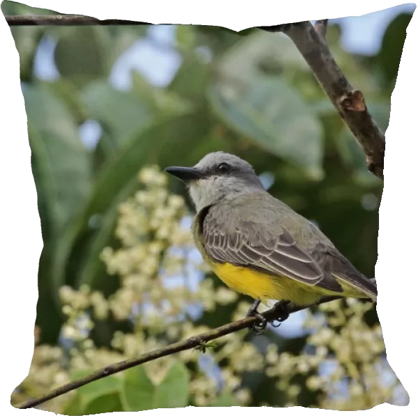 Tropical Kingbird (Tyrannus melancholicus satrapa) adult, perched on twig, Chagres River, Panama, November